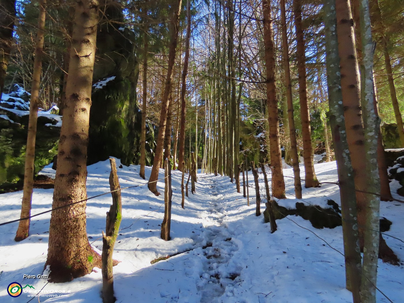 26 Il sentiero scorre tra filari di abeti .JPG